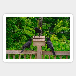 Three Old Crows Sticker
